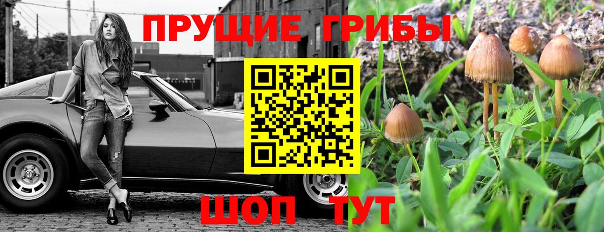 Краснокаменск  Галлюциногенные грибы Psilocybine cubensis  Вход с VPN 